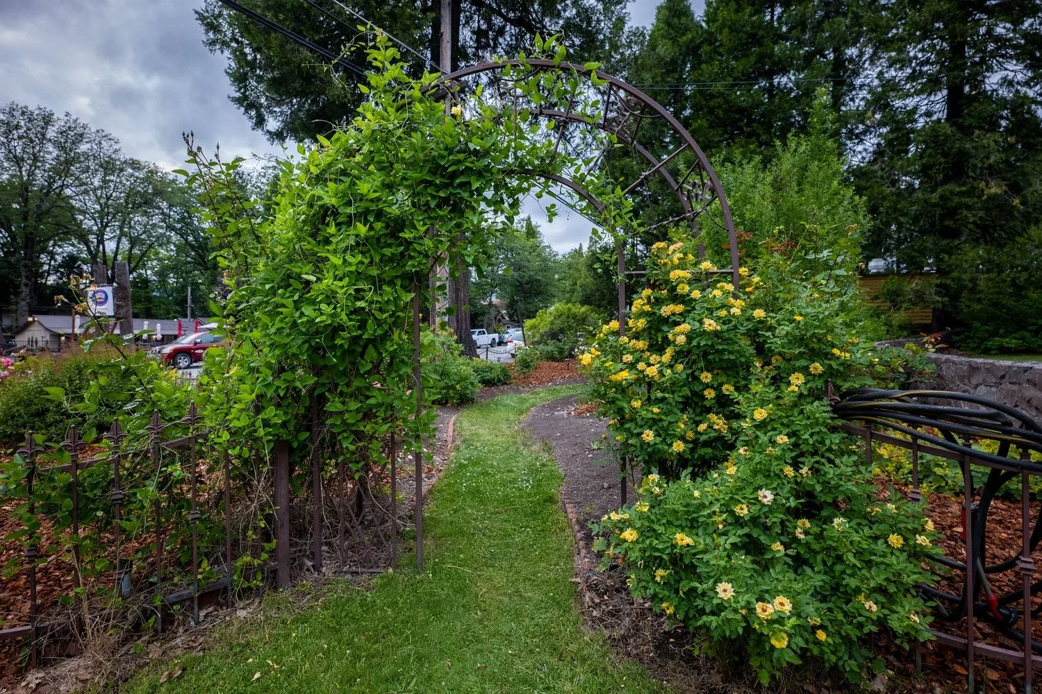 A leafy garden path