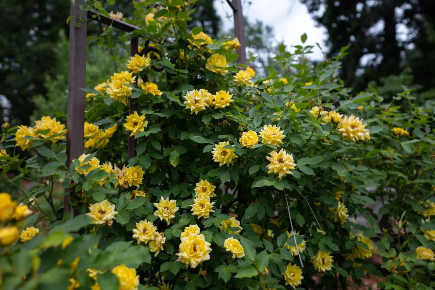 Yellow flowers in the inn’s garden